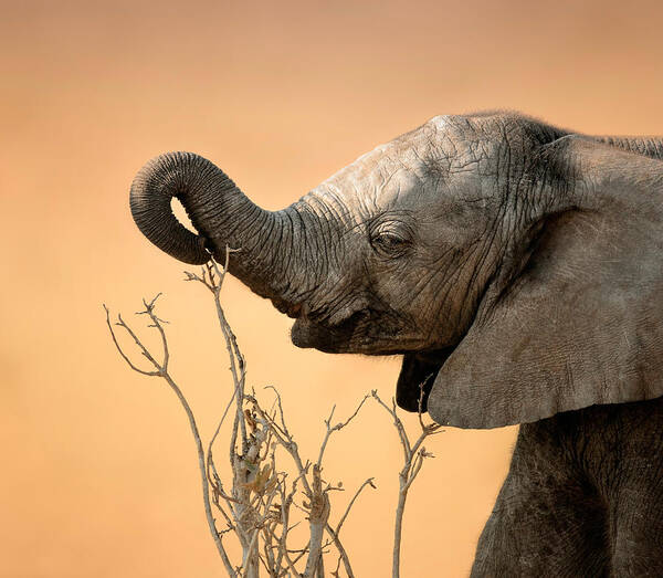 Elephant Poster featuring the photograph Baby elephant reaching for branch by Johan Swanepoel
