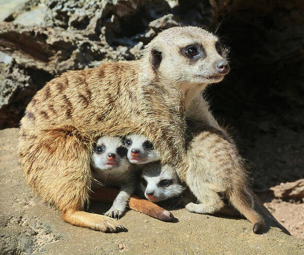 Meerkat Poster featuring the photograph Baby Meerkats View The world by Margaret Saheed