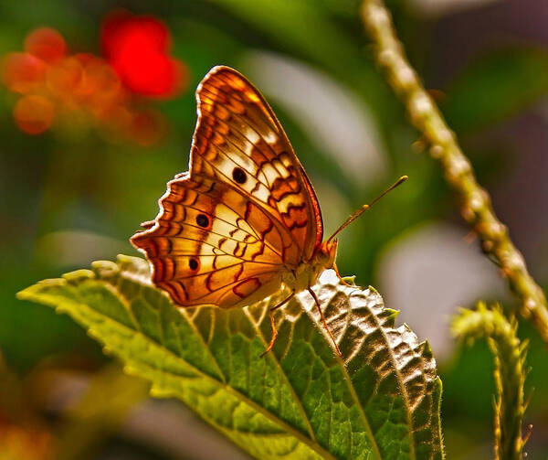 Butterfly Poster featuring the photograph Basking in the glow by SCB Captures