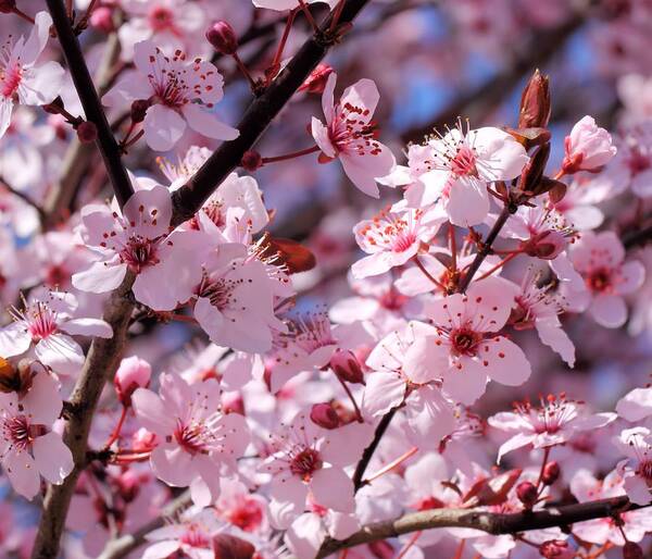 Cherry Tree Poster featuring the photograph Bevy of Blossoms by Katherine White