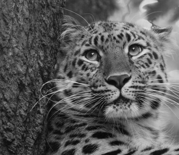 Animal Poster featuring the photograph Black and White Amur Leopard by Chris Boulton