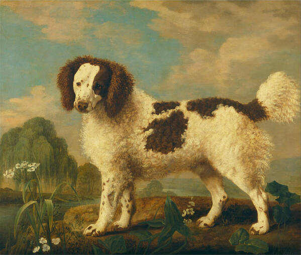 George Stubbs Poster featuring the painting Brown and White Norfolk or Water Spaniel by George Stubbs