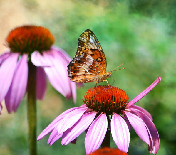 Butterfly Poster featuring the photograph Butterfly On Coneflower by Deena Stoddard