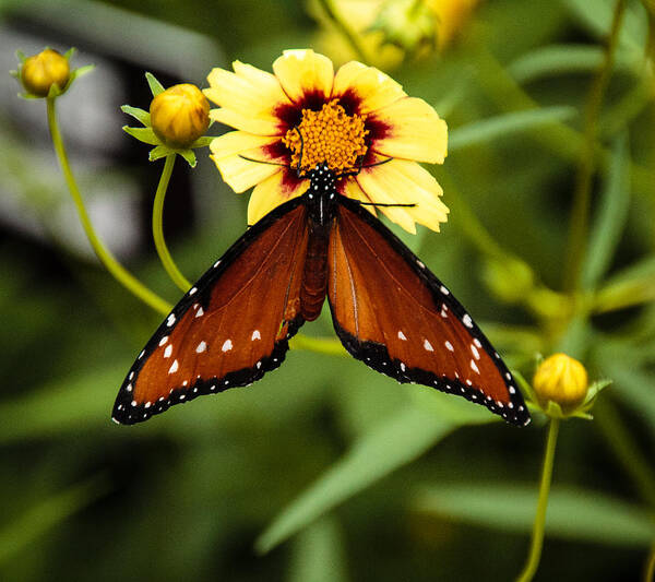 Butterfly Poster featuring the photograph Butterfly on Coreopsis by Cathy Donohoue