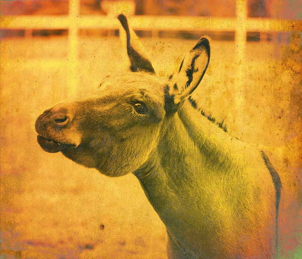 Donkey Poster featuring the photograph Comical Donkey by Virginia Folkman