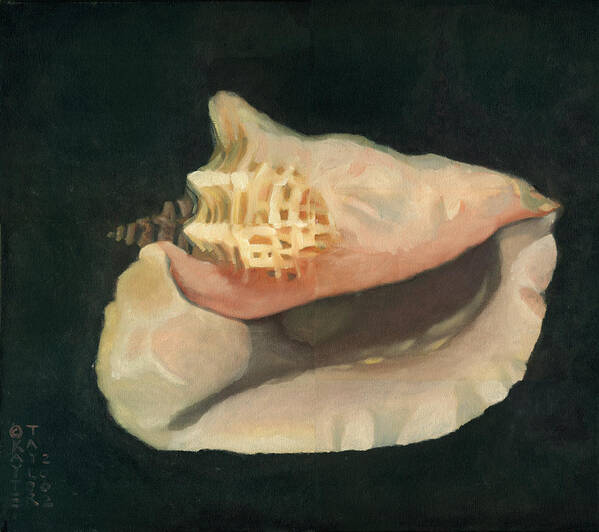 Queen Conch Shell Poster featuring the painting Conch by Katherine Miller