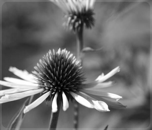 Cone Flower Poster featuring the photograph Cone Flower by Mary Underwood