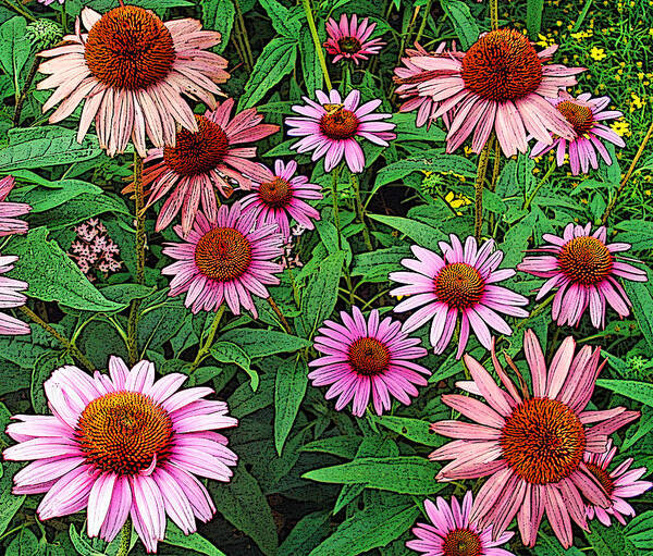 Flowers Poster featuring the photograph Coneflowers by Robert Wallace