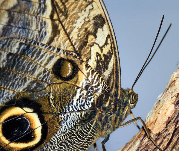 Owl Butterfly Poster featuring the photograph Curve of a Butterfly by Sonya Lang
