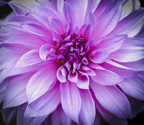 Asteraceae Poster featuring the photograph Dahlia Dahling by Christi Kraft