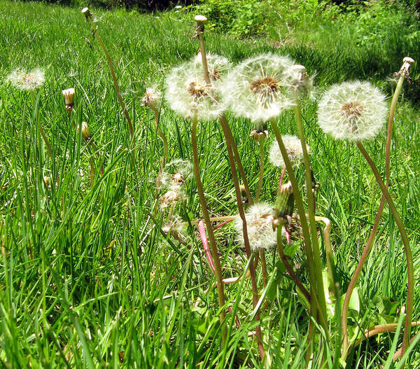 Summer Poster featuring the photograph Dandelions Ready to Make a Wish by Ellen Miffitt