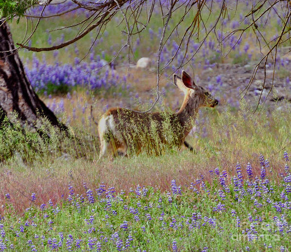 Sequoia National Park; Sequoia; Deer Poster featuring the photograph Deer in the Meadow by Debby Pueschel