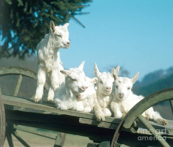 Mammal Poster featuring the photograph Domestic Goats by Hans Reinhard