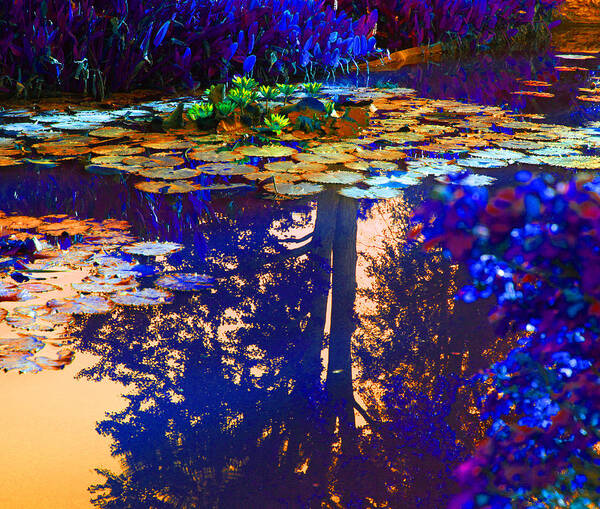 Garden Pond Poster featuring the photograph Evening Glow on the Lily Pond by John Lautermilch