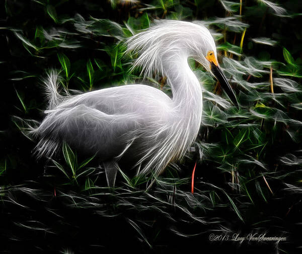 Egret Poster featuring the photograph Fancy Feathers by Lucy VanSwearingen