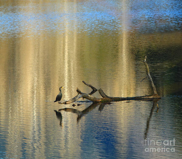 Cormorant Poster featuring the photograph Balance Point by Michelle Twohig