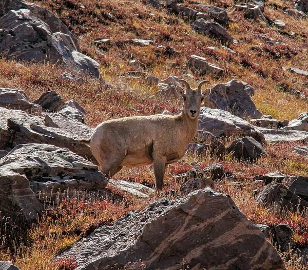 Mountain Goat Poster featuring the photograph Goat Stare by Mitch Johanson