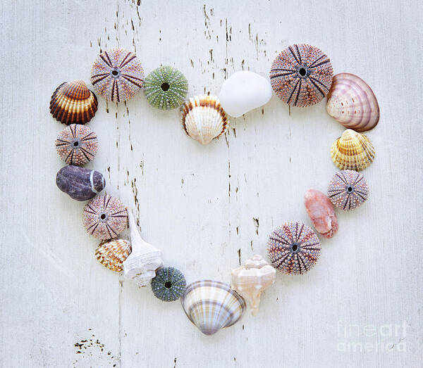 Heart Poster featuring the photograph Heart of seashells and rocks by Elena Elisseeva