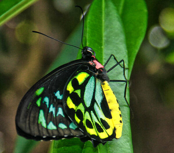 Butterfly Poster featuring the photograph Hello There by Rosemary Aubut