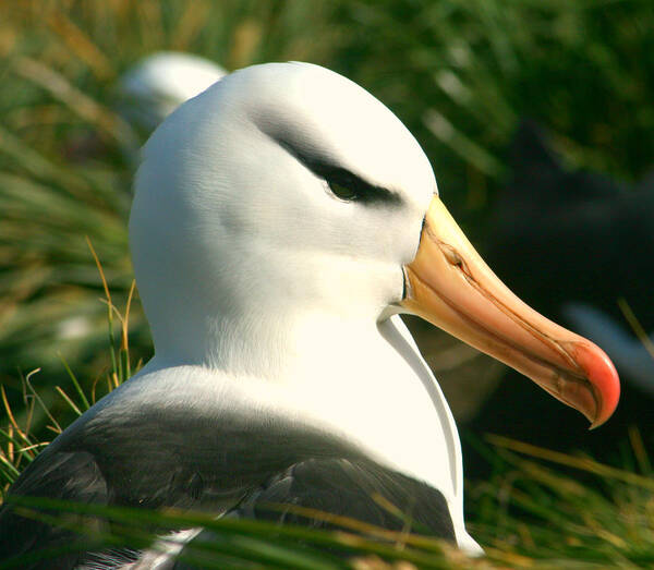 Black Browed Albatross On Nest Poster featuring the photograph In Waiting by Amanda Stadther