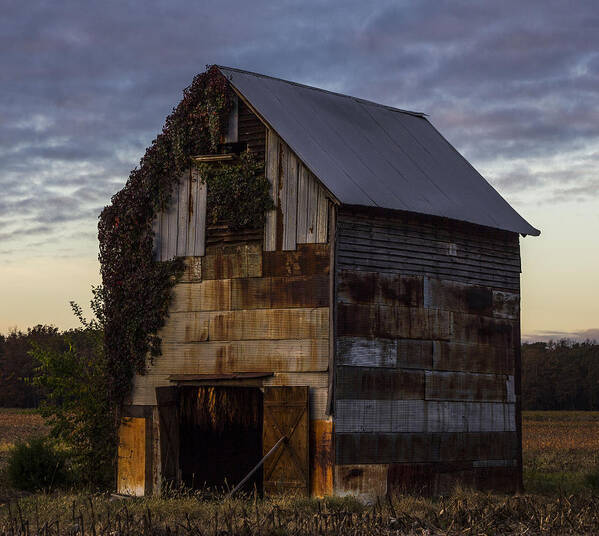 Landscape Poster featuring the photograph Ivy Barn by Amber Kresge