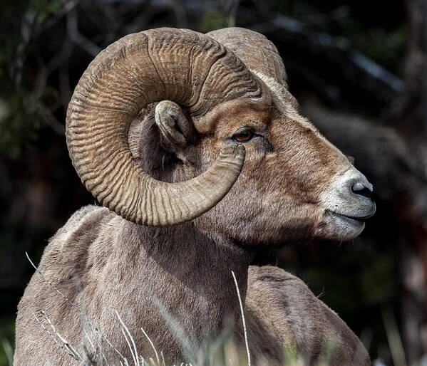 Big Horn Sheep Poster featuring the photograph Kings Pose by Kevin Dietrich