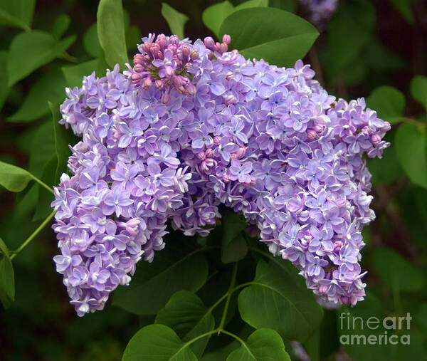 Lilacs Poster featuring the photograph Lilacs by John Greco