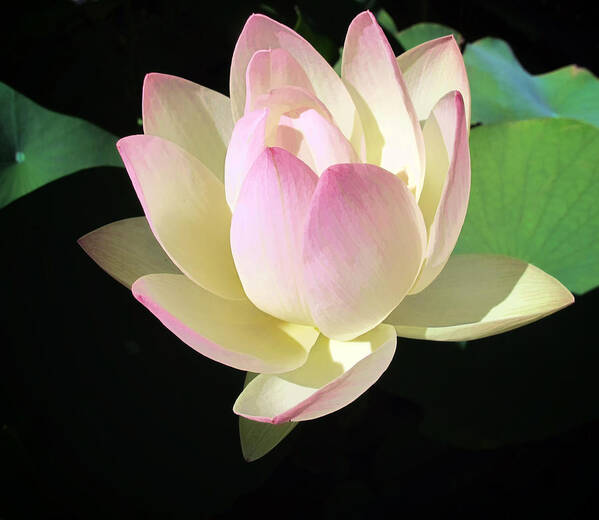 Flower Poster featuring the photograph Lotus 9 by Dawn Eshelman