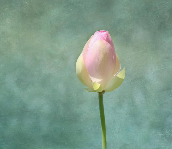 Lotus Poster featuring the photograph Lotus Flower Bud by Kim Hojnacki