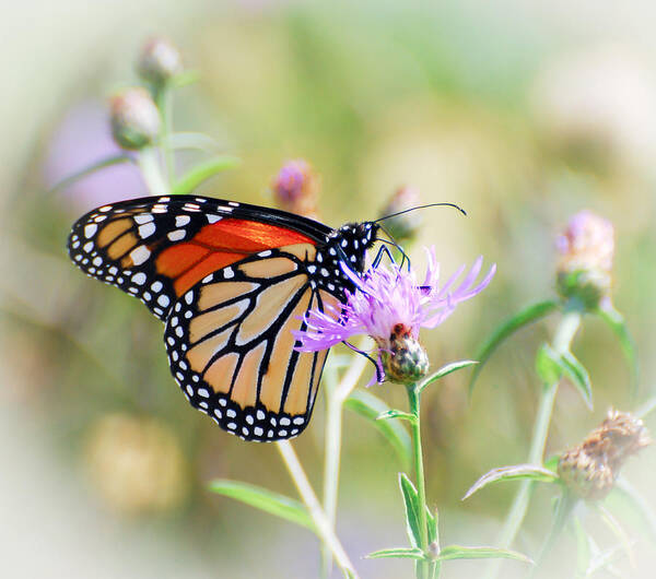 Monarch Butterfly Poster featuring the photograph Monarch Butterfly by Kerri Farley