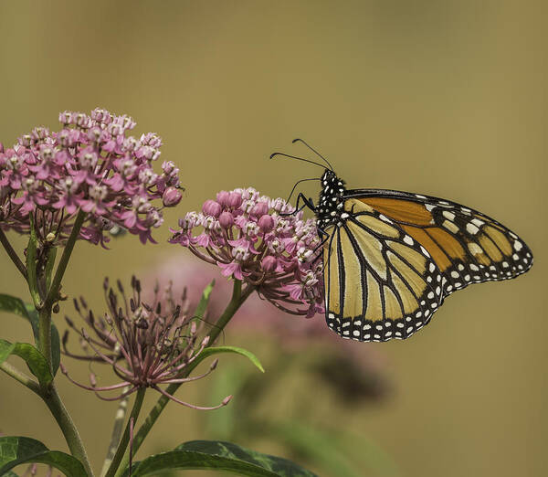 Wild Ones Poster featuring the photograph Monarch On Swamp Milkweed by Thomas Young