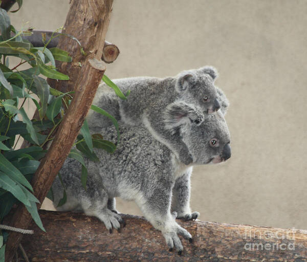 Mother And Child Koalas Poster featuring the photograph Mother and Child Koalas by John Telfer