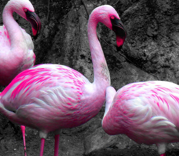 Pink Poster featuring the photograph Pink Flamingos by Culture Cruxxx