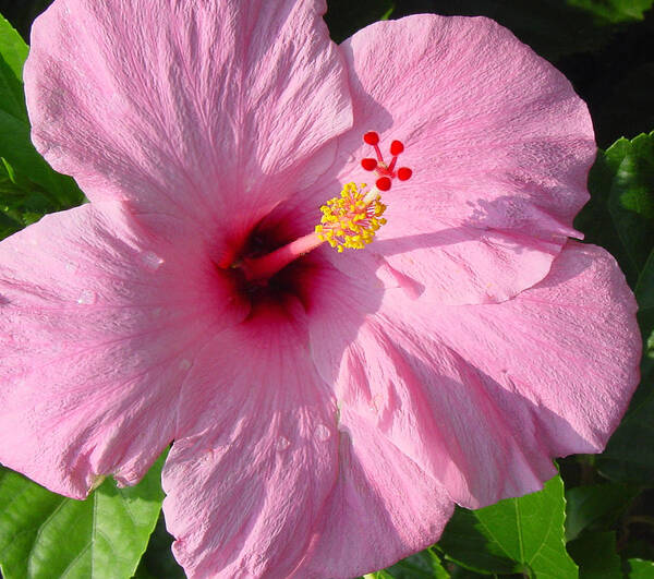 Pink Hibiscus Poster featuring the photograph Pink Hibiscus by Suzanne Gaff