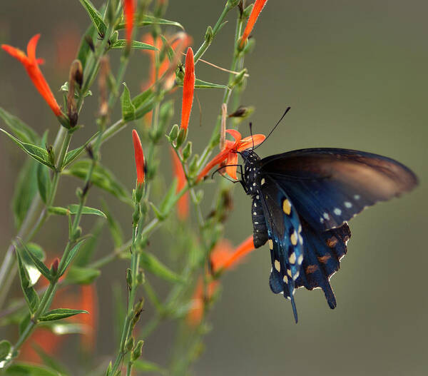 Pipevine Swallowtail Butterfly Poster featuring the photograph Pipevine Swallowtail Butterfly by Mark Langford