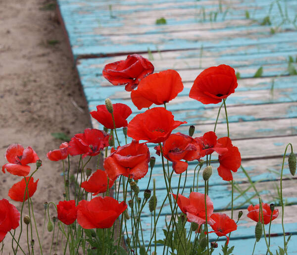Poppies Poster featuring the photograph Poppies in Yard by J C