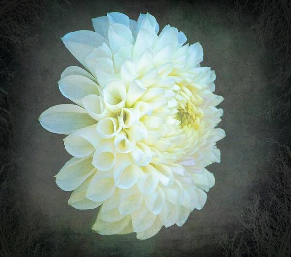 Portrait Of A Dahlia Poster featuring the photograph Portrait Of A Dahlia by Jordan Blackstone