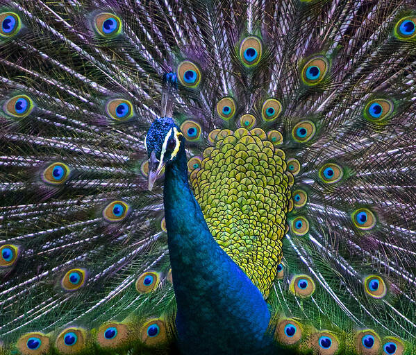 Pavo Poster featuring the photograph Portrait of a Peacock by Venetia Featherstone-Witty