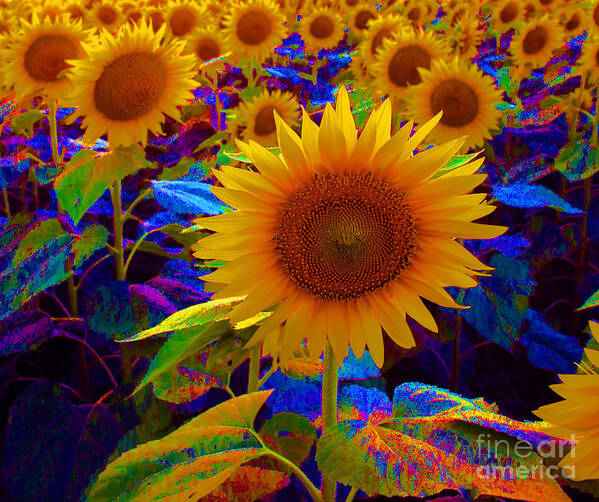 Psycheldelic Sunflowers; Sunflowers; State Flower; Kansas; Summer In Kansas; Flower; Nature; Outdoors; Plants; Summer Gardening; Gardening; Soil Sisters; Bunches Of Sunflowers; In Bloom; Blooming Sunflowers; Beaming Sunflowers; Sunflower Standout; Sunflower Power Poster featuring the photograph Psychedelic Sunflowers by Betty Morgan