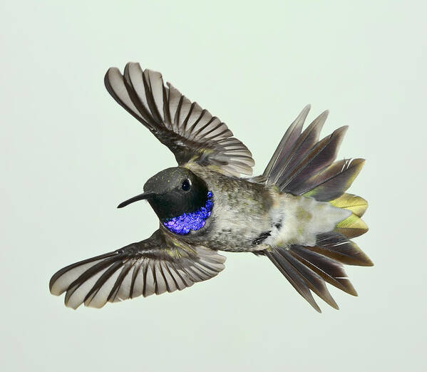 Bird Poster featuring the photograph Quick Violet by Gregory Scott