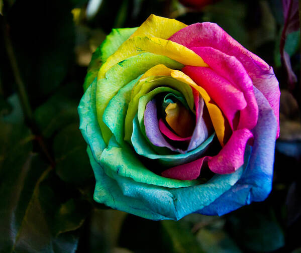 Rainbow Poster featuring the photograph Rainbow rose by Eti Reid