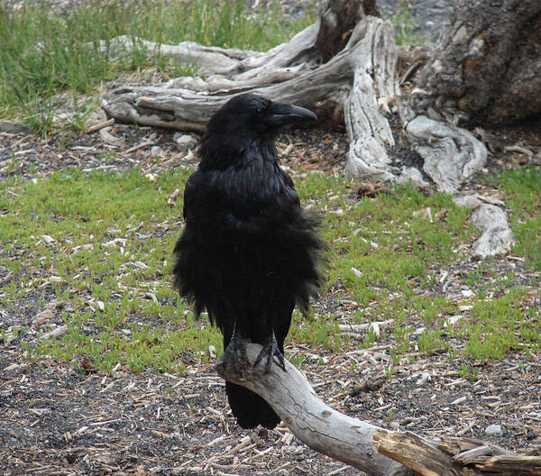 Common Raven Poster featuring the photograph Raven by Carl Moore