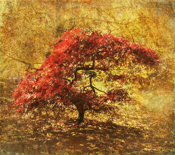 Maple Tree Poster featuring the photograph Red and Gold by Angie Vogel