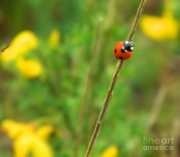 Ladybug Poster featuring the photograph Red Ladybug by Gallery Of Hope 