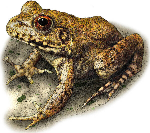 Nature Poster featuring the photograph River Frog by Roger Hall