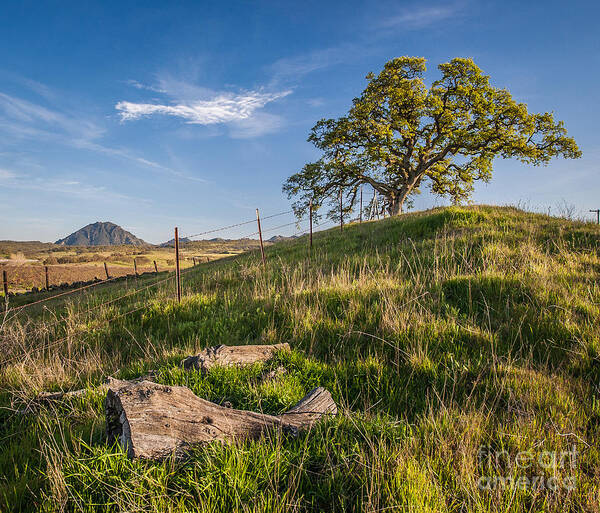 Landscape Poster featuring the photograph Sleepy Spring by Charles Garcia