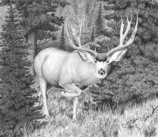 Mule Deer Poster featuring the drawing Sneaking Out by Darcy Tate