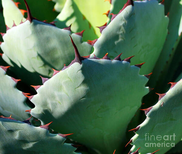 Succulents Poster featuring the photograph Succulents by Nancy Mueller