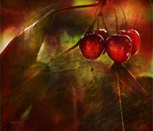 Kitchen Poster featuring the photograph Summer Cherries 2 by Theresa Tahara