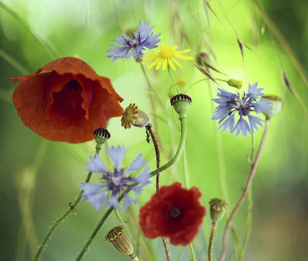 Summer Wildflower Poster featuring the photograph Summer Wildflower Color by Dirk Ercken